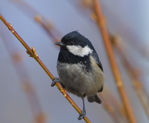 coal tit