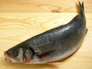 sea bass