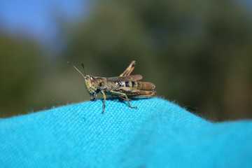 grasshopper