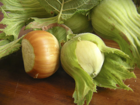 European Hazelnut (Corylus avellan) - 10 / 25 seeds + gift eBay