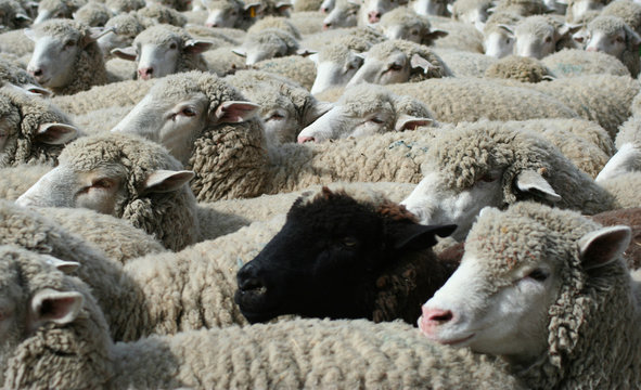 nothing but wool 8
