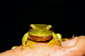 Fototapeta premium frog on finger