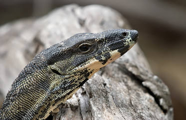 lace monitor