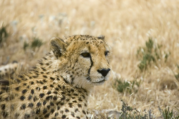 cheetah
