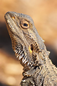 Central Bearded Dragon