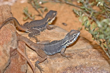 Naklejka premium tawny dragons