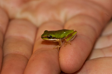 Obraz premium litoria fallax