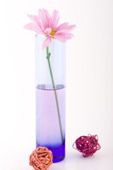 composition with flowers.