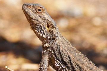 central bearded dragon