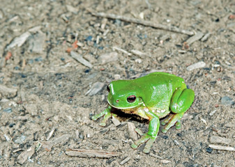 green tree frog on ground