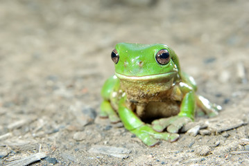 green tree frog