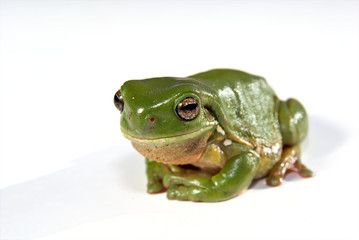 green tree frog on white background