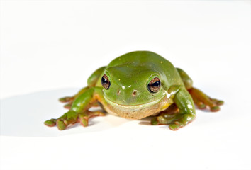 green tree frog on white background