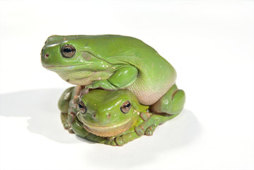 two green tree frogs