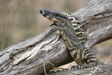 lace monitor with head raised