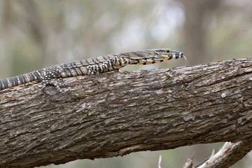 lace monitor with tonque out