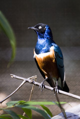 bird resting