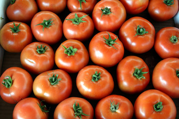 tomatoes