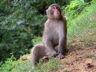 japanese macaque in forest