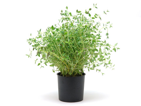 pot of thyme