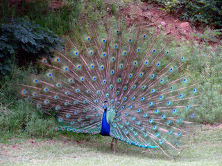 peacock in spectacular display