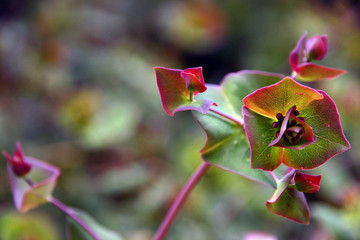fleur