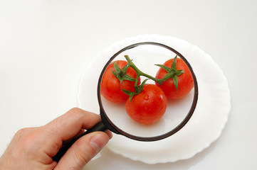examining tomatoes