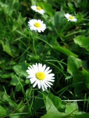 daisies