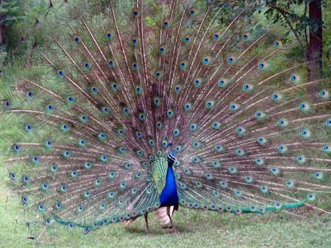peacock in all its splendour