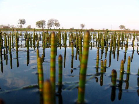 Water Horsetail