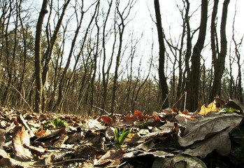 spring forest