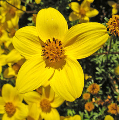 fleur jaune1