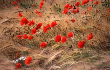coquelicot