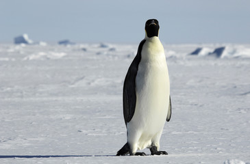 Obraz premium emperor penguin in icescape
