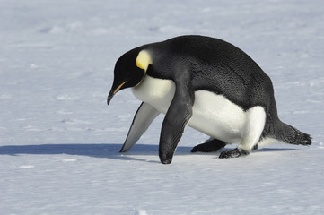 penguin fitness