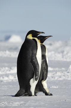 Two Penguins