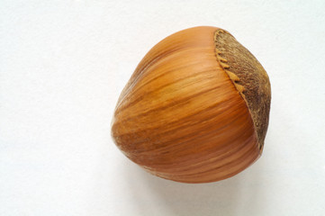 hazelnut macro