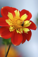 bee on a red dahlia
