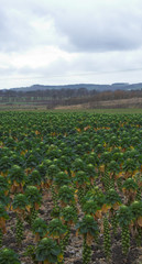 brussel sprouts in a field