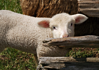 bashful sheep