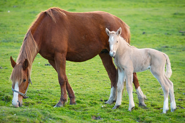 Naklejka na ściany i meble horse with its son eating grass