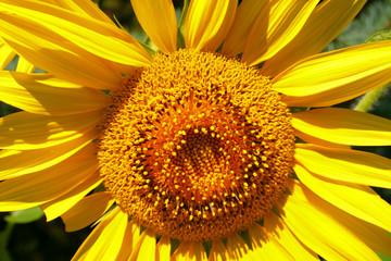sunflower