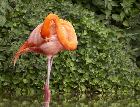 preening flamingo