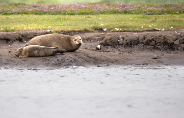 Naklejka premium harbour seals