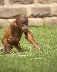 baby orangutan