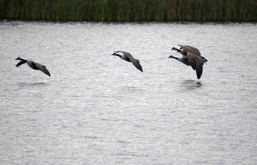 canadian geese