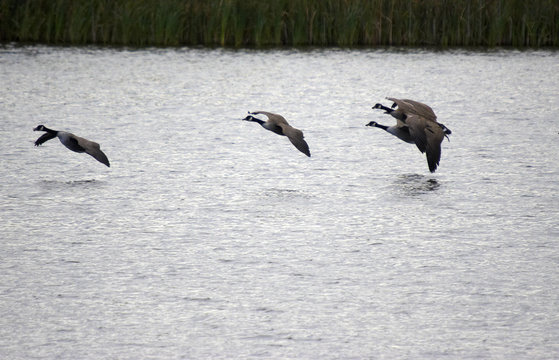 Canadian Geese