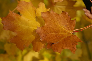 Naklejka na ściany i meble autumn leaf
