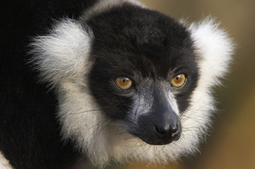 black & white ruffed lemur