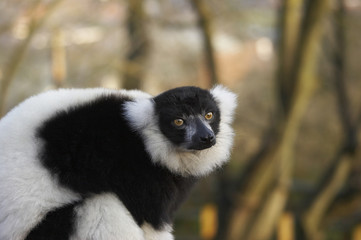 endangered lemur